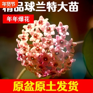 球兰带花大苗室内盆栽四季垂吊植物心叶卷叶兰开花卉爬藤客厅匍匐