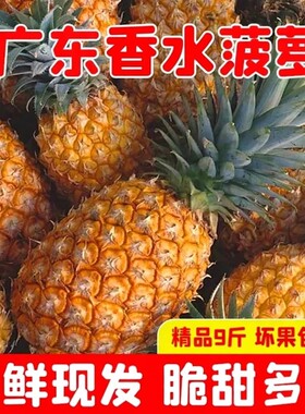 广东香水菠萝徐闻水果当季菠萝新鲜湛江香脆装凤小菠萝梨带箱