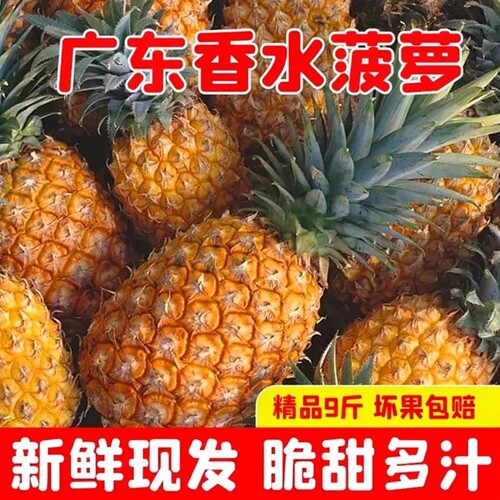 广东香水菠萝徐闻水果当季菠萝新鲜湛江香脆装凤小菠萝梨带箱