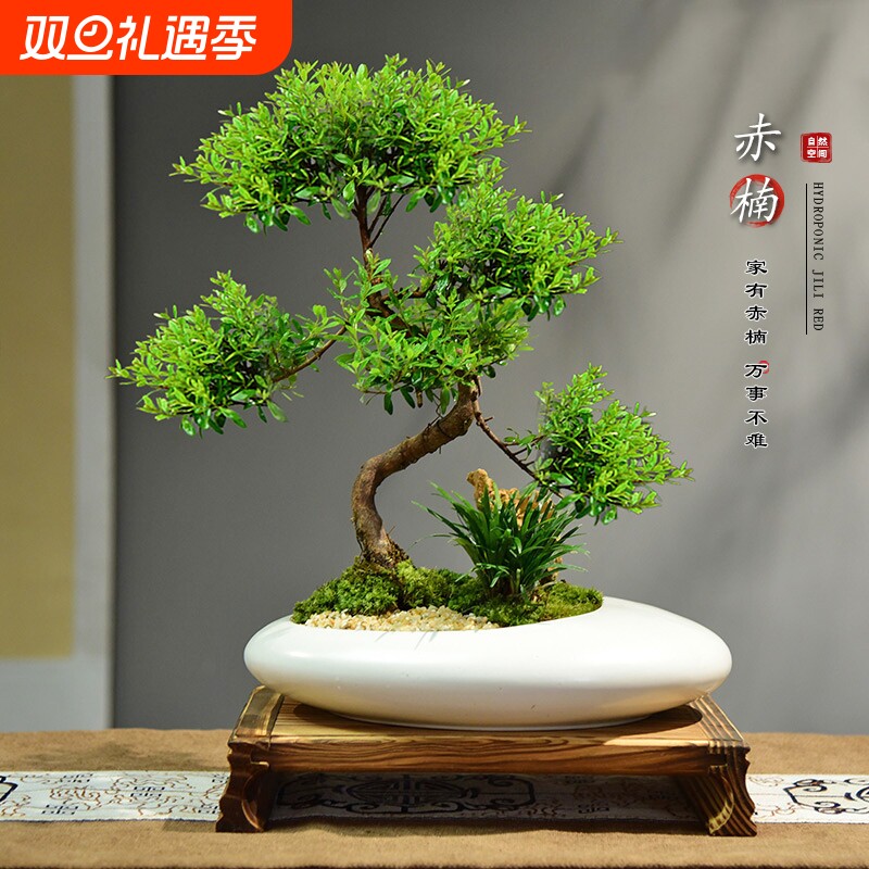 赤楠盆栽室内绿植桌面客厅好养盆景四季常青小叶老桩办公室办公桌