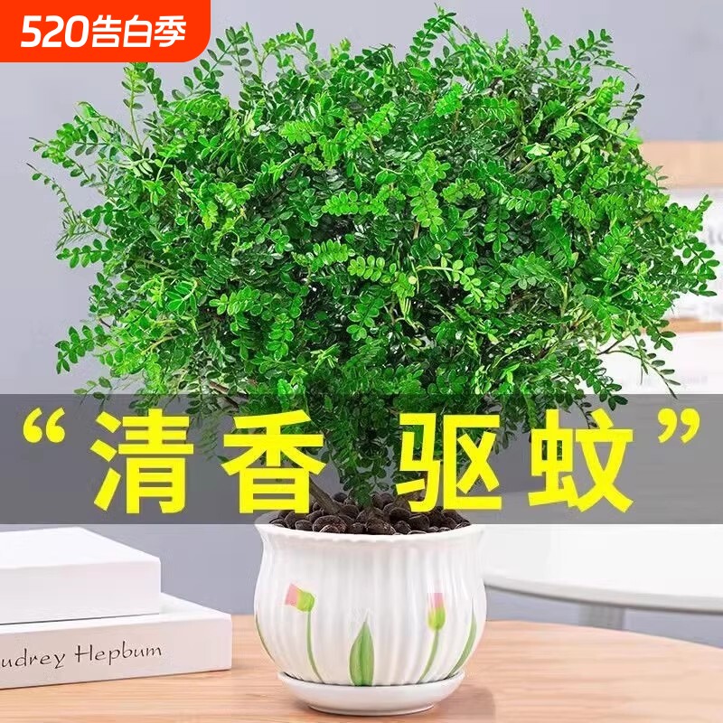 胡椒木盆栽花卉驱蚊草植物树苗老桩盆景九里香绿植客厅办公桌卧室