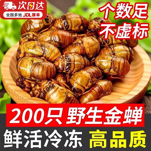 新鲜知了猴2026活体金蝉知了鲜活蚕蝉蛹爬叉猴结了龟烧烤冷冻油炸