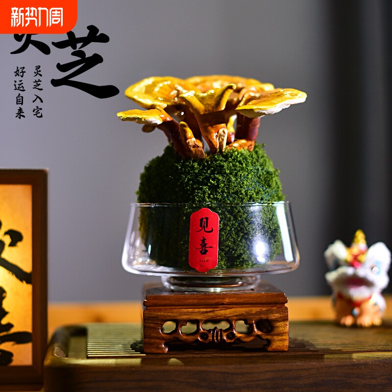 活体灵芝盆栽创意摆件盆景室内客厅办公室阳台客厅茶几桌面好养活