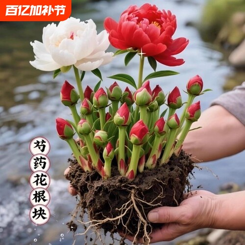 芍药花苗重瓣带芽【发货】芍药盆栽大花根块牡丹室内阳台庭院花卉