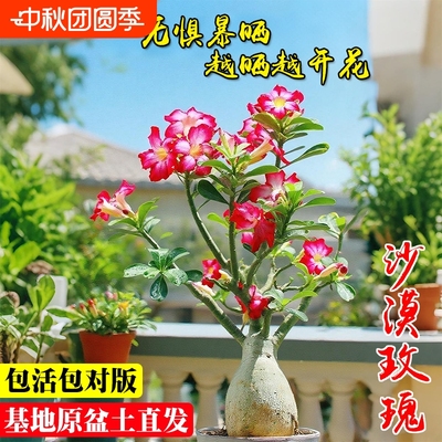 重瓣黄金盆栽玫瑰|超1000次加购