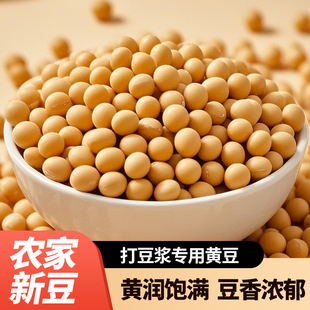新货黄豆农家自种颗粒饱满打豆浆发豆芽煮粥煲汤高蛋白杂粮