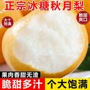 正宗莱阳秋月梨山东烟台产地发货薄皮脆甜多汁儿童孕妇水果