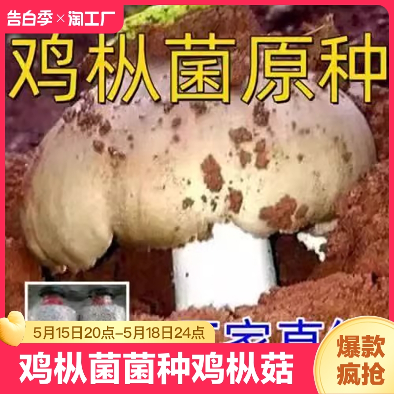 鸡枞菌菌种鸡枞菇懒人家种自种菌菇包鸡枞菌黑皮鸡枞菌趣味可食用