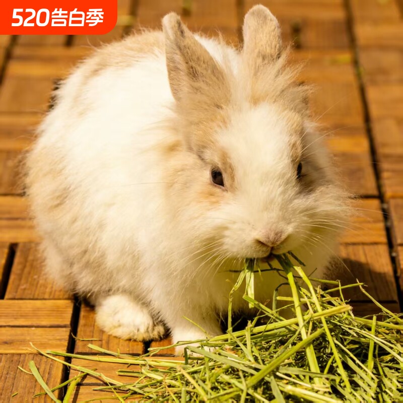 新货速发1kg美国哈尼五斤装兔粮晒干美提一番龙猫豚鼠荷兰猪兔子