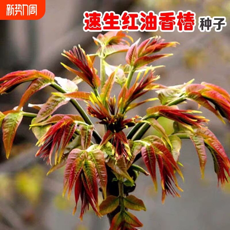 红油香椿种籽树上新鲜速生四季蔬菜种子易种植阳台庭院盆栽农作物