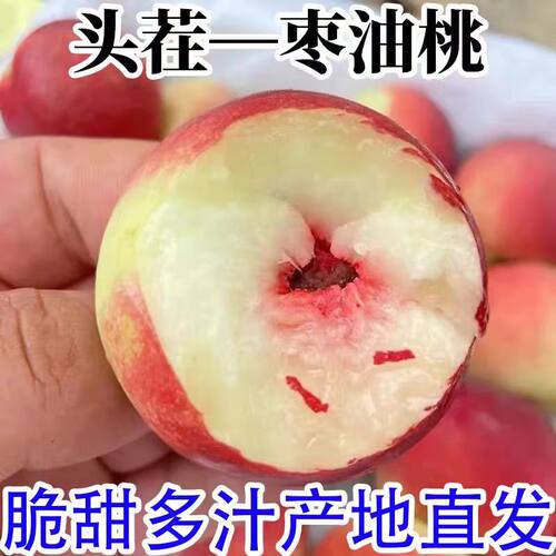 顺丰包邮正宗山西珍珠枣油桃现摘新鲜当季水果蜜桃整箱脆甜离核