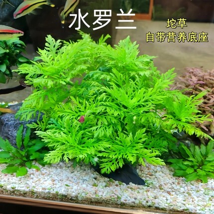水罗兰坨草阴性不死草鱼缸造景后景草净水增氧懒人无忧养护沉底