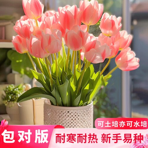 重瓣郁金香种球可土培水培植物阳台盆栽庭院地载耐寒耐热花卉绿植