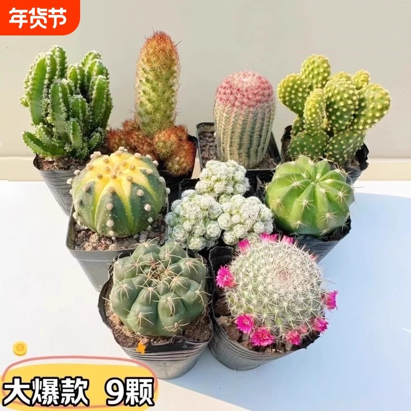 多肉植物仙人球盆栽仙人掌室内开花四季绿植花万重山阳台客厅,鲜花速递/花卉仿真/绿植园艺,多肉植物,淘宝优惠券,粉丝福利购,淘宝优惠卷