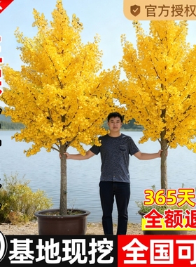 银杏树苗盆栽早金绿叶庭院别墅风景大型绿化树木白果小南北可种植