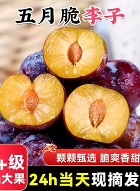 脱骨李子新鲜水果青红脆李半边红茵红当季整箱包邮蜂糖李现摘脆甜