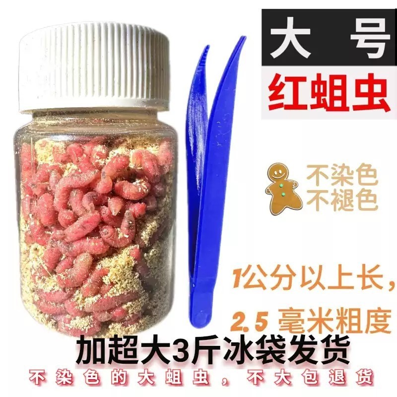 鲜活特大红蛆虫活饵红虫钓鱼用蛆虫大活虫饵活蛆溪流野钓白蛆鲫鱼