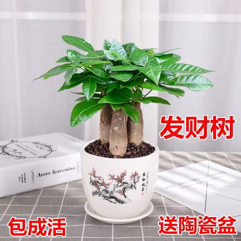 发财树室内小盆栽绿植花卉水培植物绿萝文竹办公室桌面客厅甲醛
