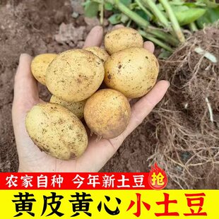 恩施黄心小土豆高山洋芋农家自种马尔科土豆新鲜蔬菜迷你马铃薯