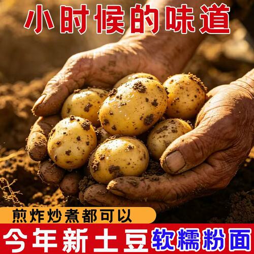 恩施富硒小土豆现挖新鲜
