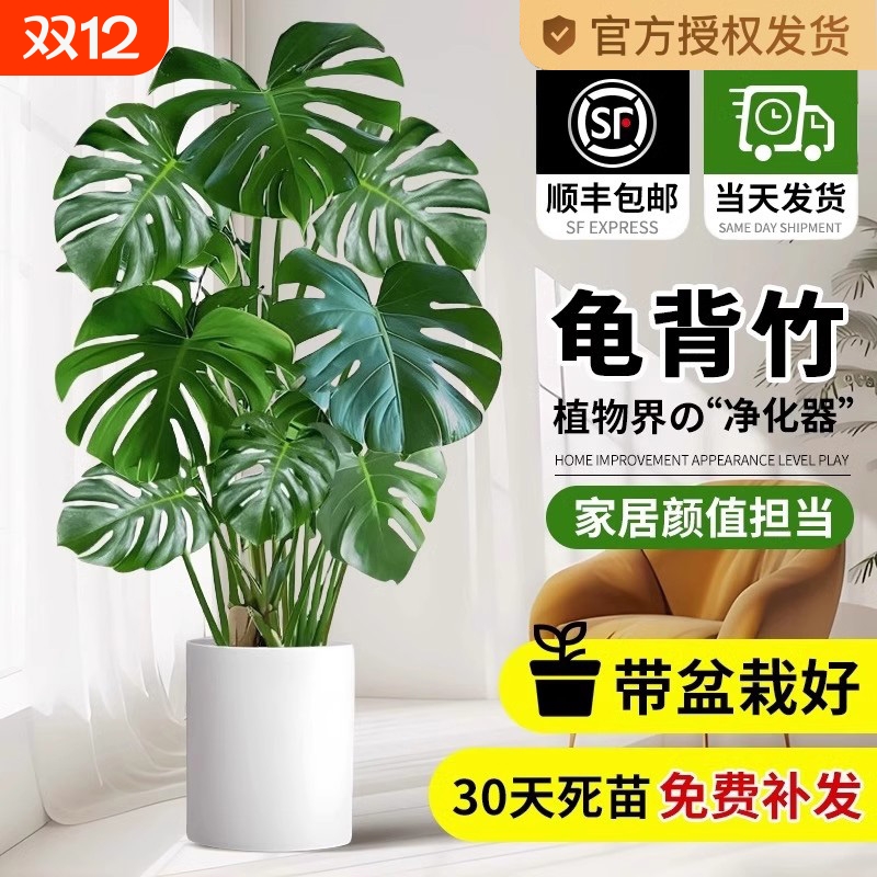 龟背竹客厅大盆栽老桩大型绿植