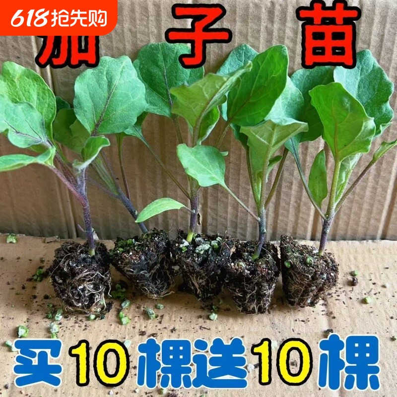 茄子蔬菜苗子茄子苗杭茄苗紫大龙长茄种子基地大面积种植菜苗小苗