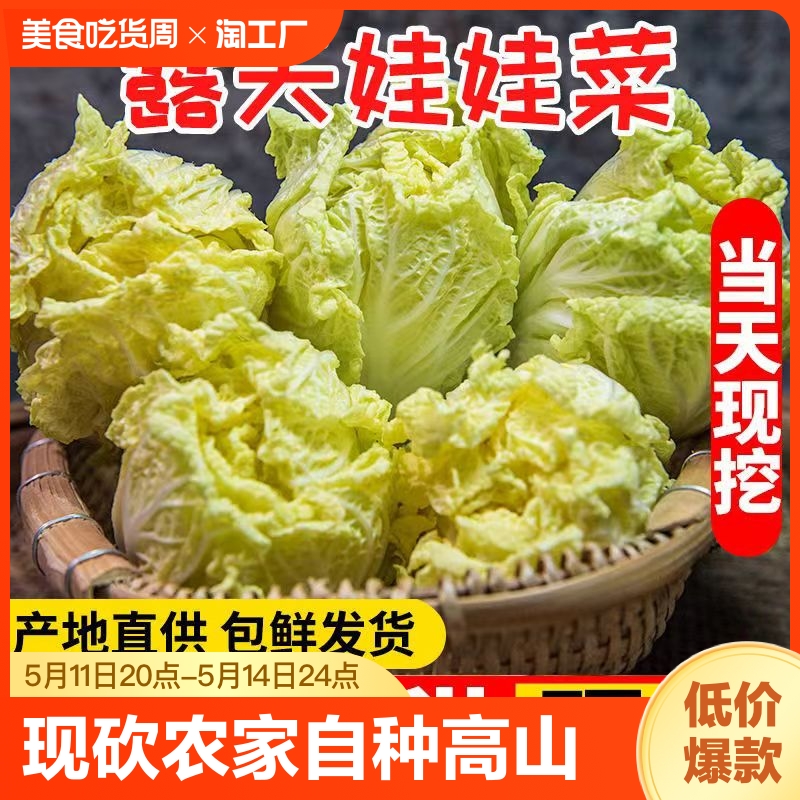 现砍农家自种高山娃娃菜新鲜白菜当季时令蔬菜整箱包邮