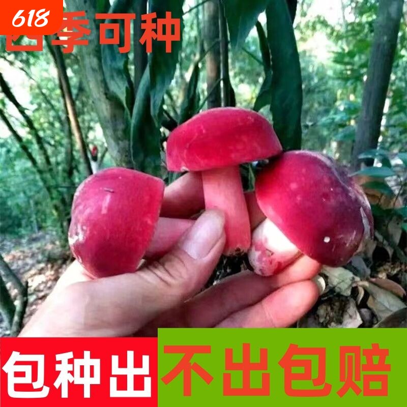 野生红菇红菌菌种食用菌种植家庭阳台盆景栽培四季高产懒人可食用