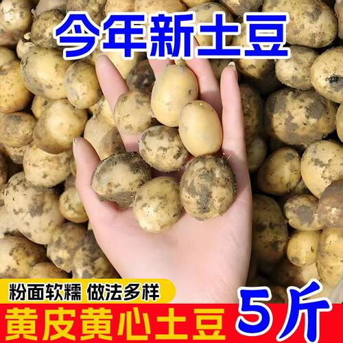 恩施小土豆农家正宗新鲜
