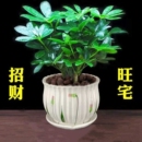 常青好养发财树客厅办公室 鸭脚木盆栽绿植植物室内花水培绿萝四季