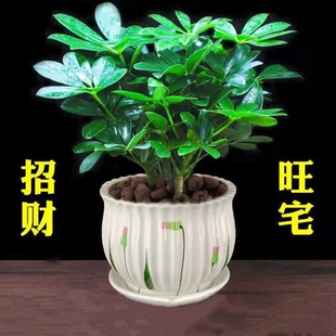 鸭脚木盆栽绿植植物室内花水培绿萝四季 常青好养发财树客厅办公室