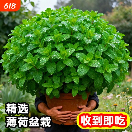 薄荷盆栽可食用新鲜薄荷叶迷迭香用香草植物可水培室内驱蚊驱虫