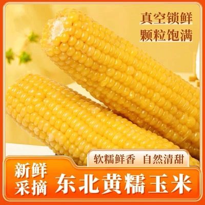 东北黄糯玉米棒10支新货真空装黄苞米现摘新鲜甜玉米粒粘粗粮代餐