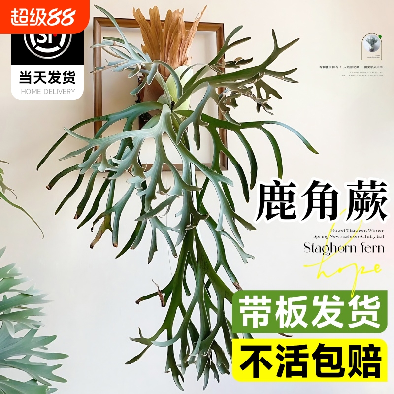 鹿角蕨挂板二歧女王绿植