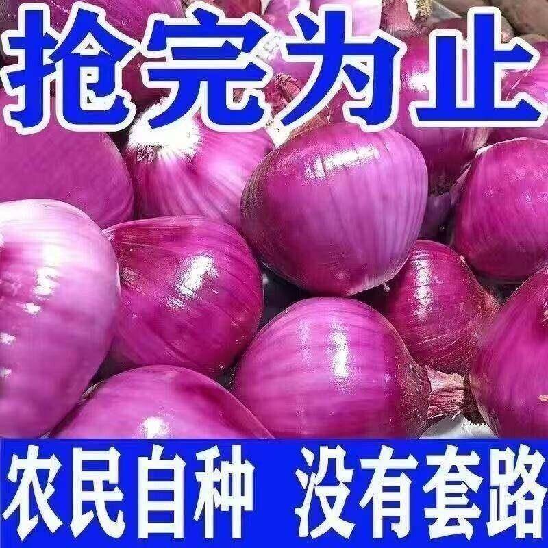 新鲜水果洋葱9斤紫皮圆葱蔬菜当季扁小洋葱头甜味生吃脆甜自种