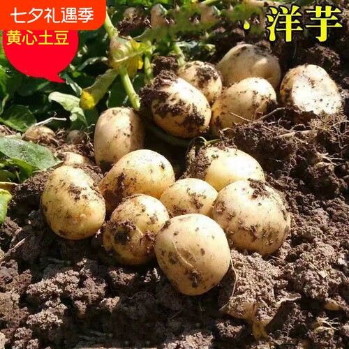新鲜小土豆湖北天门农家自种
