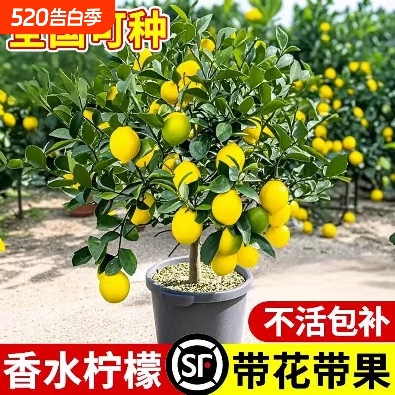 台湾香水柠檬树苗四季柠檬盆栽种植物当年结果室内阳台庭院带花