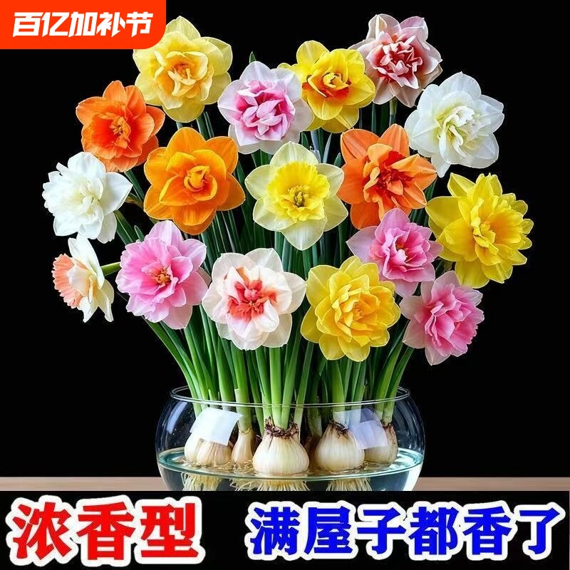 冬季爆款水仙花水培四季开花盆栽耐寒植物室内花期耐阴重瓣品种