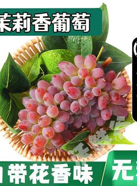 现摘茉莉香葡萄新鲜应季无籽孕妇水果正宗郁金香提子红提子玫瑰