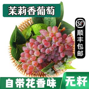 现摘茉莉香葡萄新鲜应季无籽孕妇水果正宗郁金香提子红提子玫瑰
