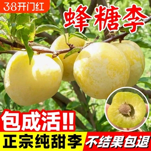 蜂糖李子树苗正宗果树果苗盆栽新品种嫁接蜂蜜种植结果纯甜三华李