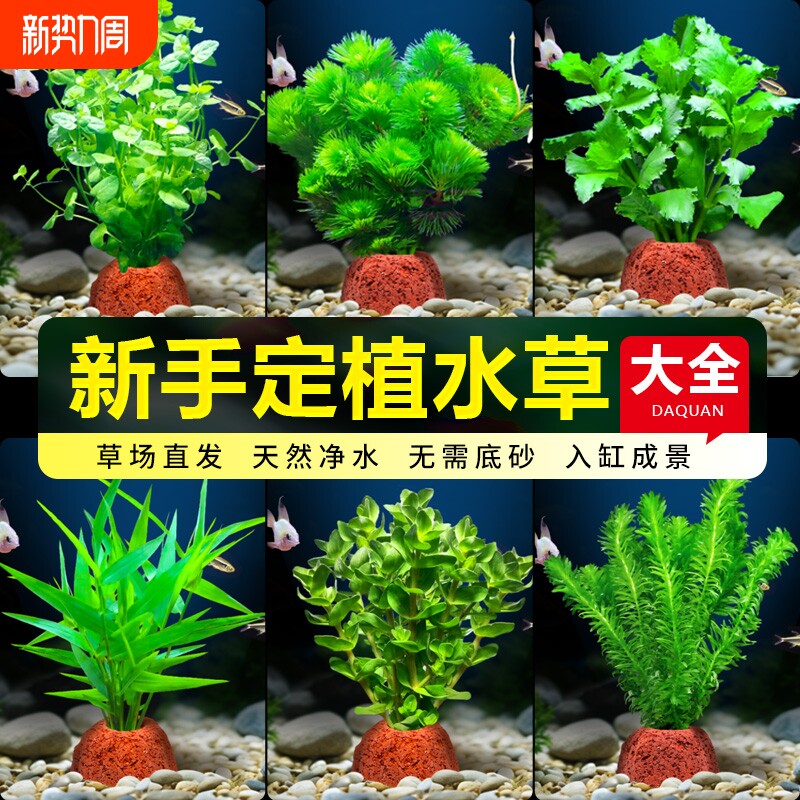 鱼缸火山石水草植物真草绿菊蜈蚣草水榕阴性新手水草造景净化水质