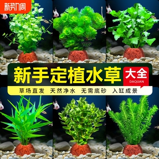 鱼缸火山石水草植物真草绿菊蜈蚣草水榕阴性新手水草造景净化水质