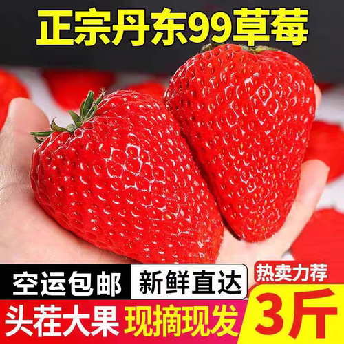 正宗丹东东港99大草莓新鲜九九甜水果礼盒装红颜牛奶奶油久久大果