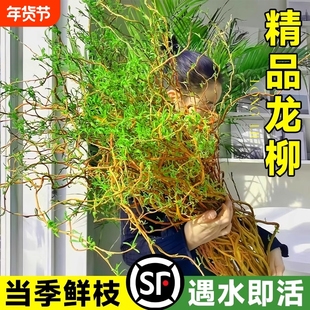水培植物龙柳鲜枝马醉木水养富贵竹绿植雪柳室内装饰盆栽客厅树下