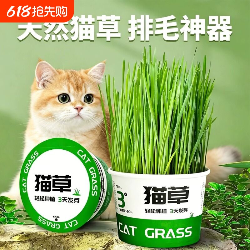 懒人泡面猫草盆栽种子猫薄荷猫咪用品大全零食轻松温和排毛化草毛