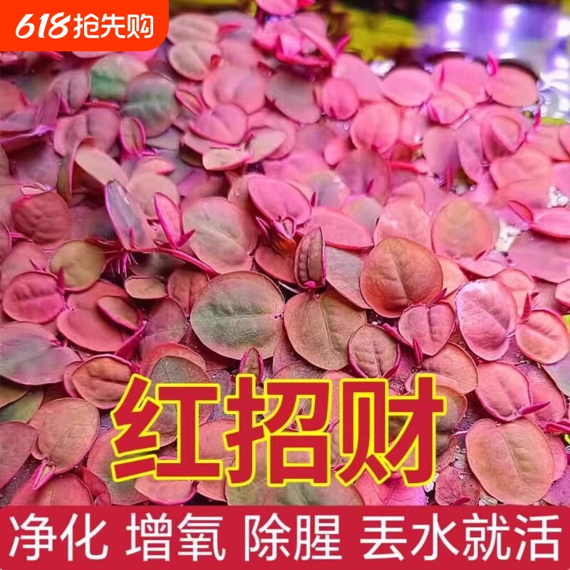 浮萍组合水草红毛丹苗水生植物池塘鱼缸造景生态养殖水培花卉增氧