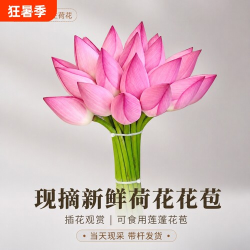 荷花带杆苞莲花莲蓬切花供佛鲜花