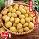 恩施小土豆新鲜现挖大土豆迷你高山洋芋马铃薯蔬菜批发产地