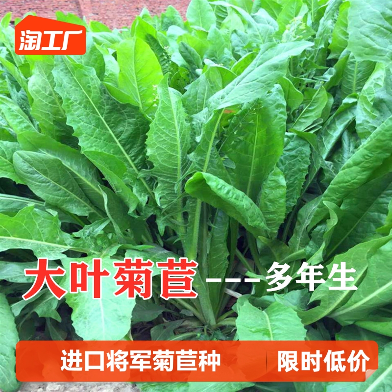 菊苣多年生兔子草种猪种籽牧草种子